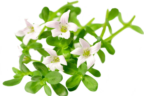 Bacopa Monnieri Leaf