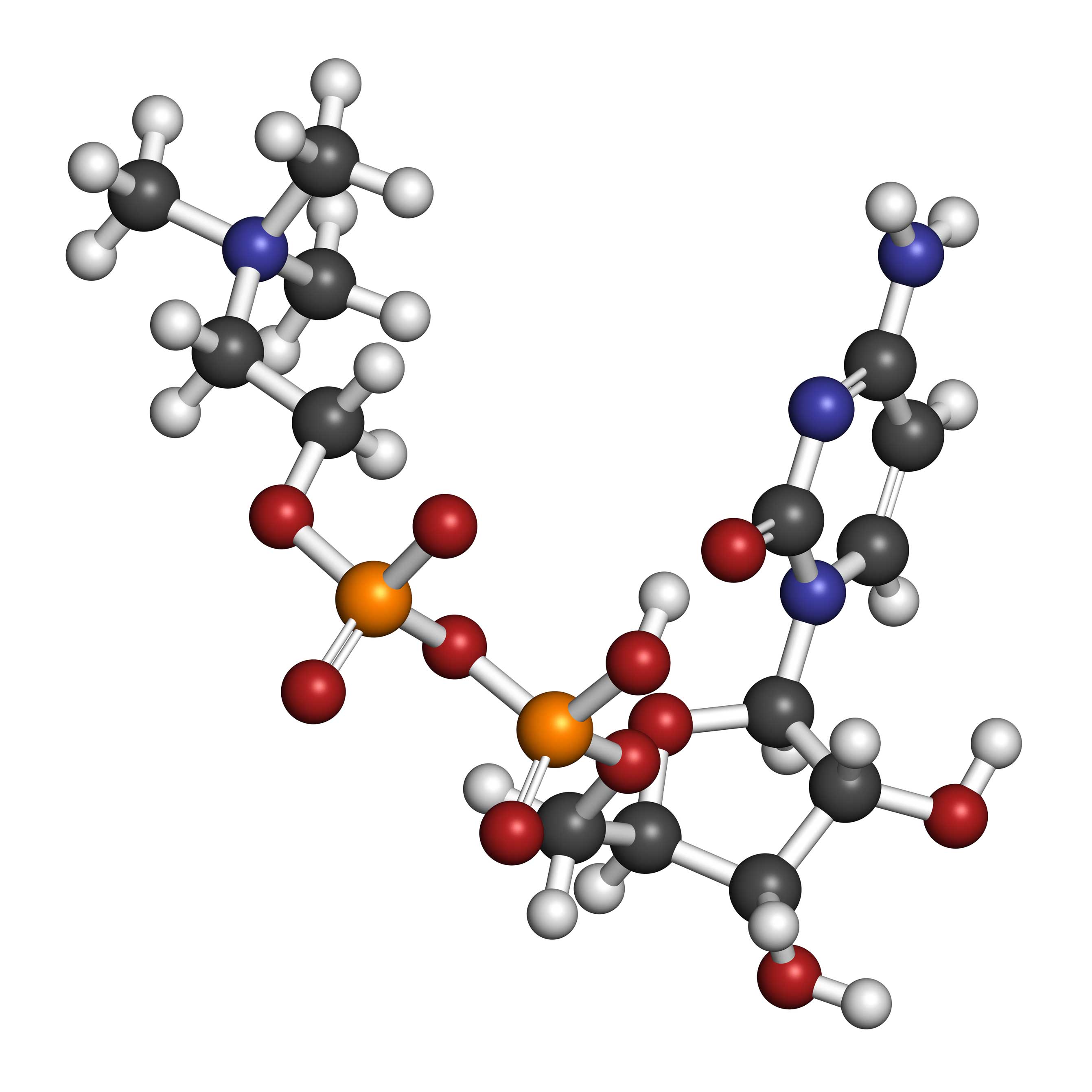 Citicoline - Marco's Grounds – Marco's Grounds™