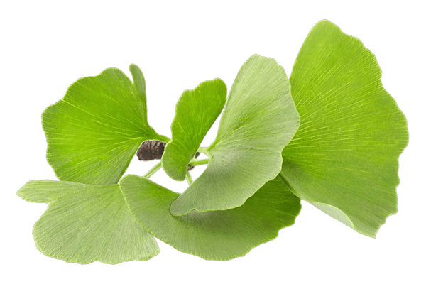 Ginkgo Biloba Leaf