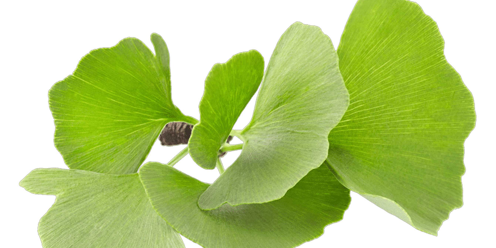 Ginkgo Biloba Leaf