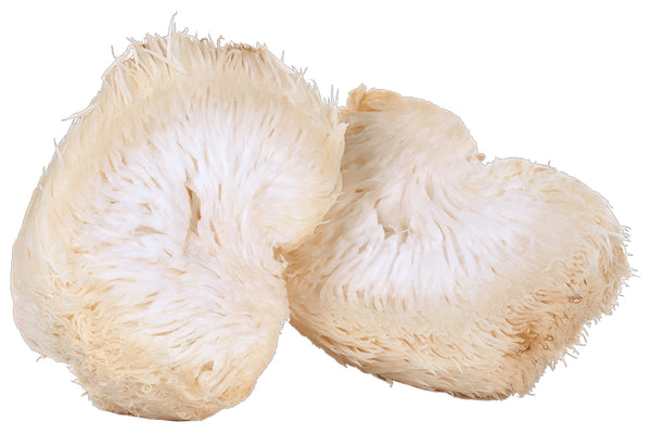 Lion’s Mane Mushroom