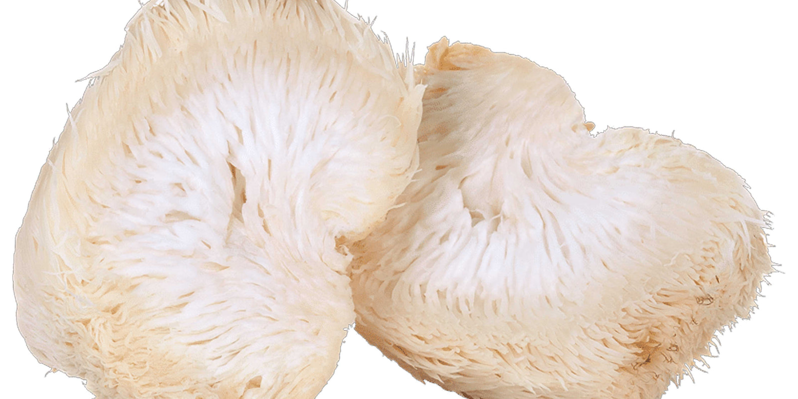 Lion’s Mane Mushroom