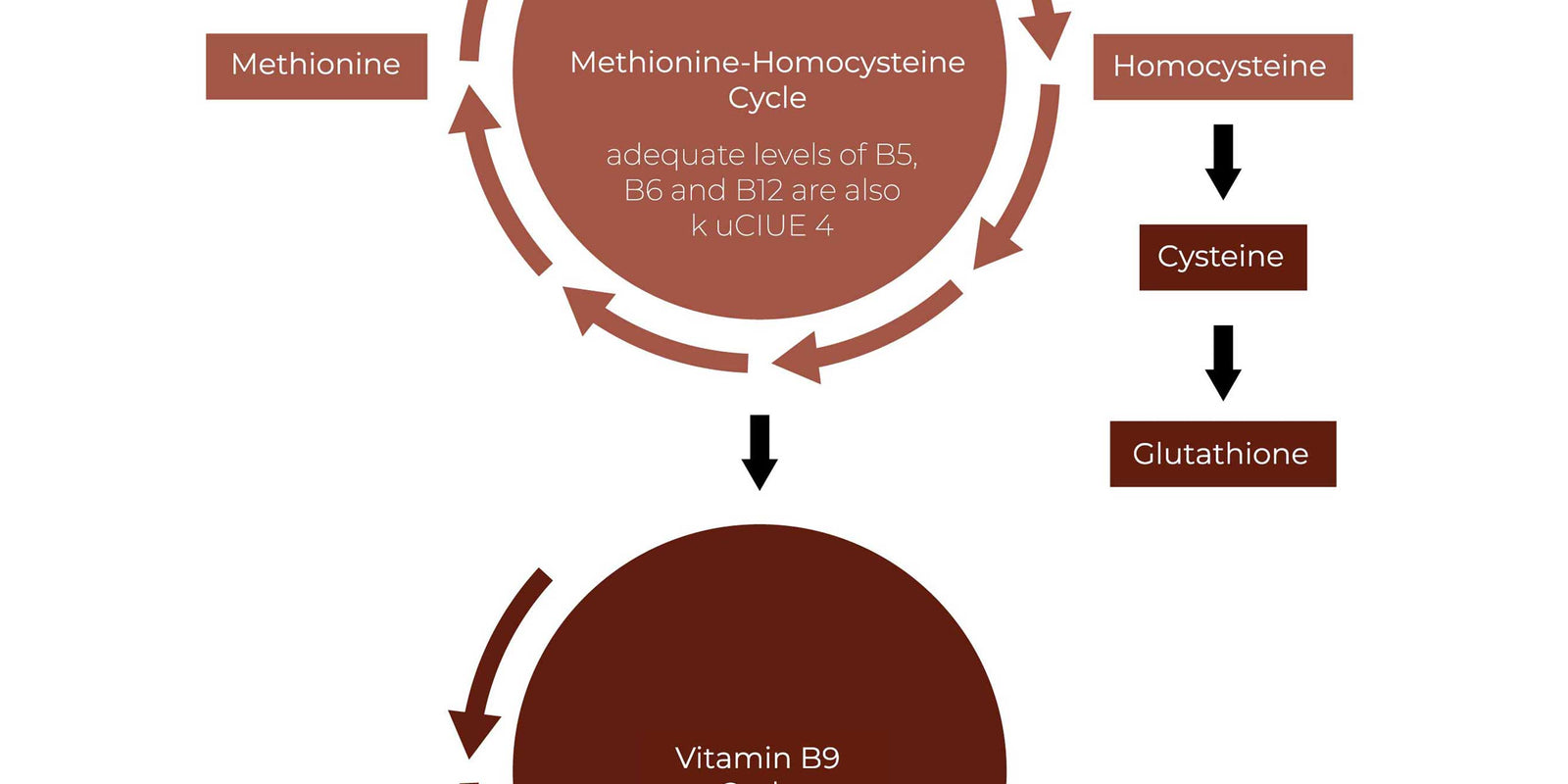 Methylated Vitamin B-Complex