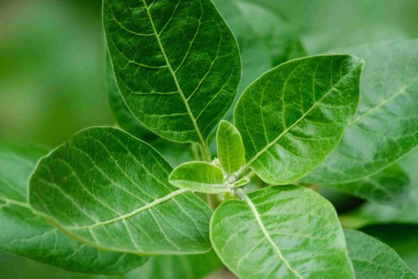 Benefits of Ashwagandha: Is It Good For Me?