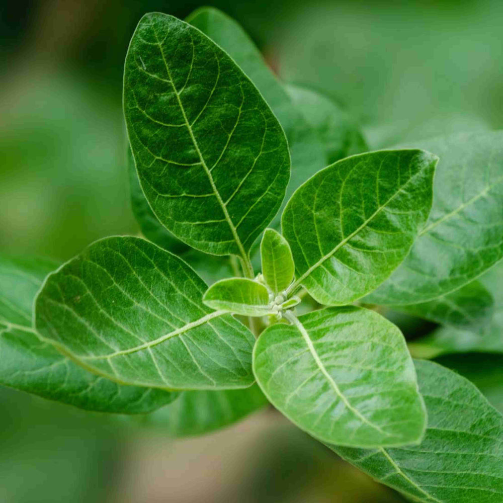 Benefits of Ashwagandha: Is It Good For Me?
